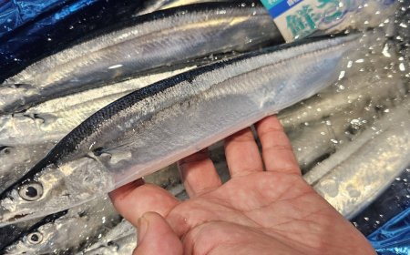 Japan’s Maruha Nichiro succeeds in farming saury