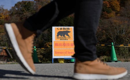 Bear insurance takes off in Japan amid surge in deadly attacks