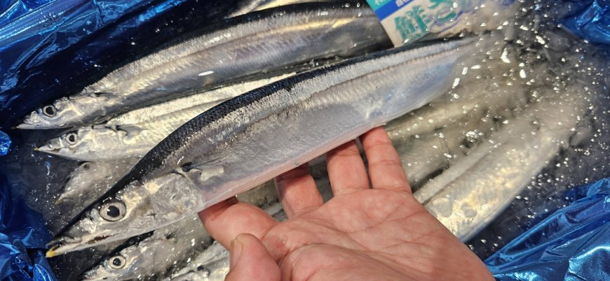 Japan’s Maruha Nichiro succeeds in farming saury