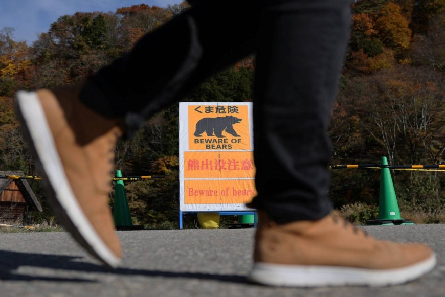 Bear insurance takes off in Japan amid surge in deadly attacks