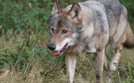 Escaped wolf at Tokyo’s Tama zoo captured