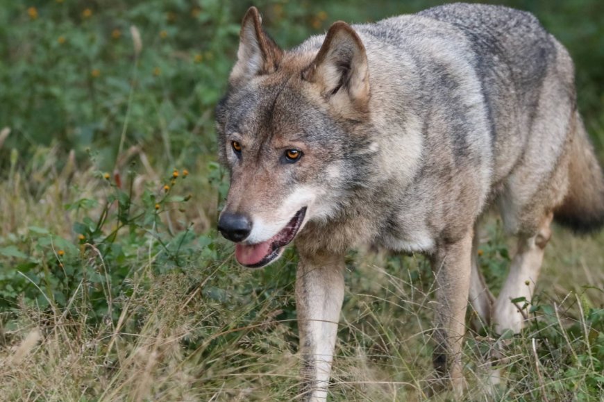 Escaped wolf at Tokyo’s Tama zoo captured