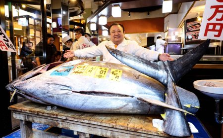 ‘Tuna King’ pays record ¥510.3 million for bluefin at Tokyo auction