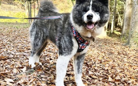 An affectionate Akita named Araki