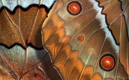 ‘The Luminous Fairies and Mothra’: This monster is not like the others