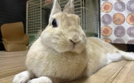 Honey bunny Jaina is a sweet companion