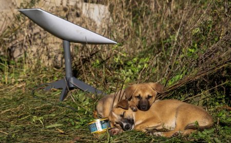 Musk's Starlink faces high-profile security test in Iran crackdown