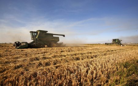 Japan's private-sector rice imports jump by 95 times in 2025