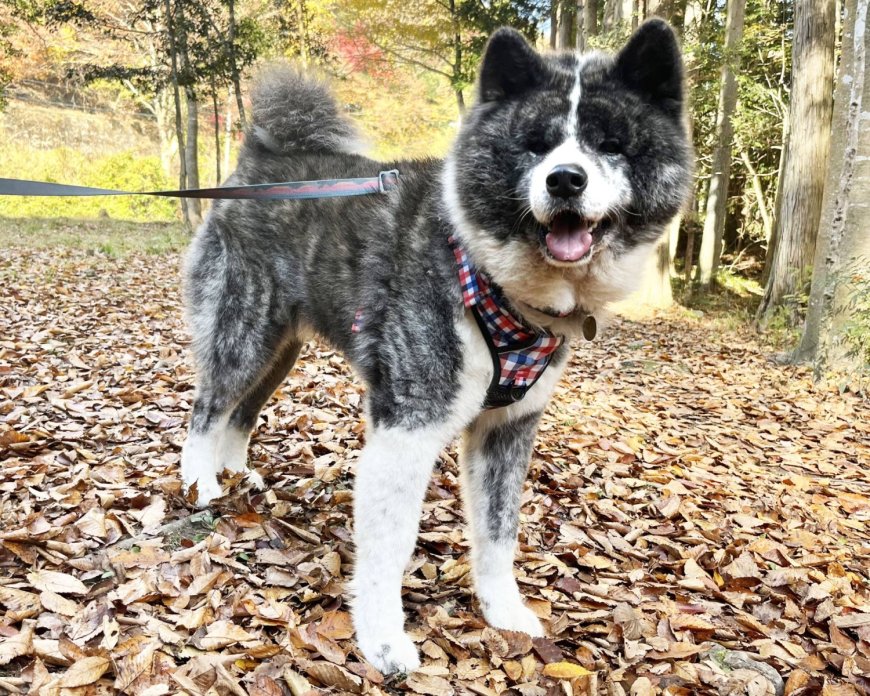 An affectionate Akita named Araki