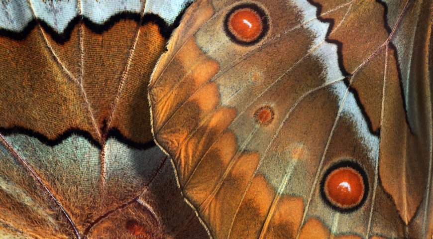 ‘The Luminous Fairies and Mothra’: This monster is not like the others