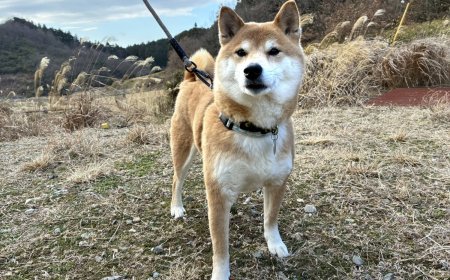Handsome Hokuto is a classic strong-willed Shiba