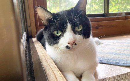 Gentle spirit Cymbal seeks new home