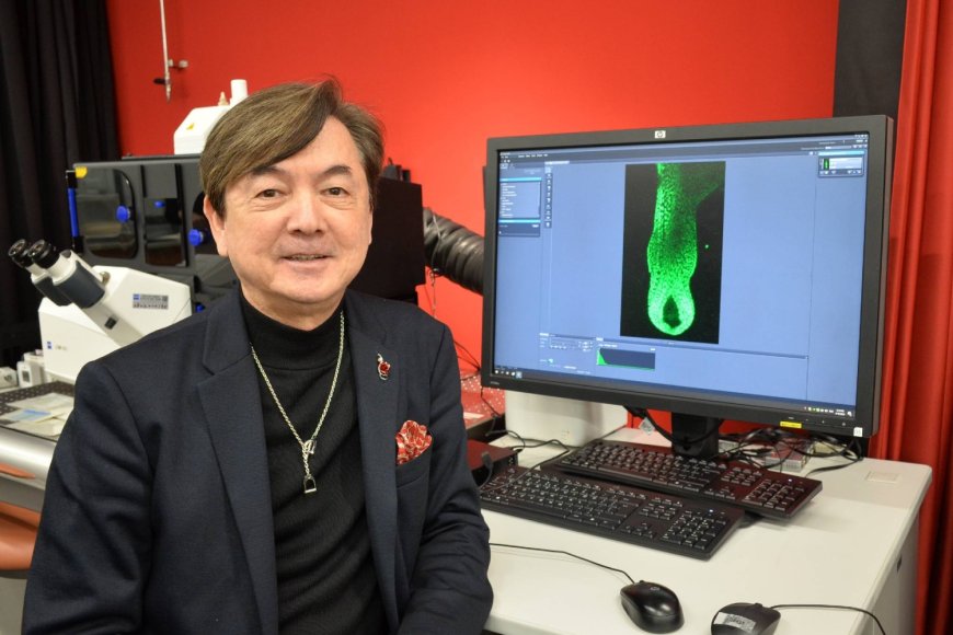 Japan-led cell discovery hints at potential new treatments for hair loss