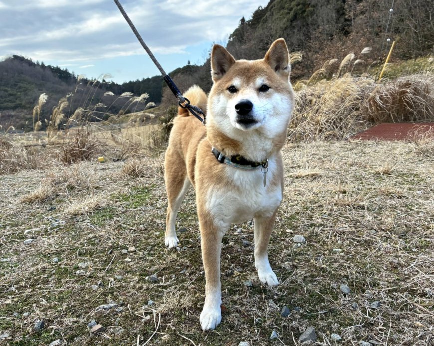 Handsome Hokuto is a classic strong-willed Shiba