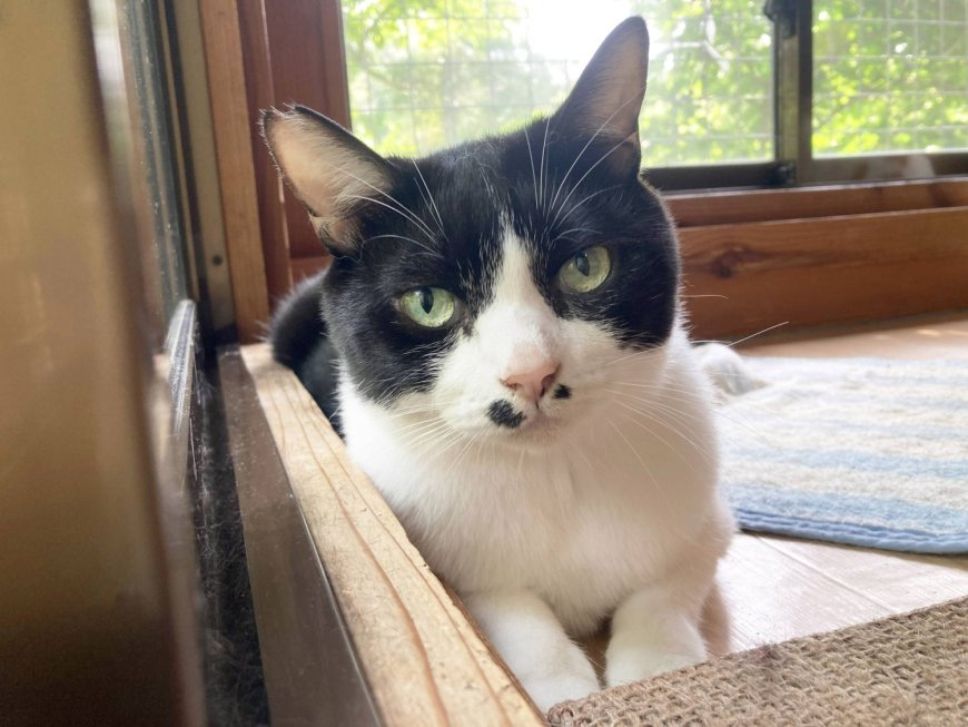 Gentle spirit Cymbal seeks new home