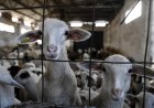 Sheep culls put pressure on Greek feta cheese production