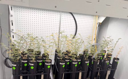 With lunar missions looming, scientists grow chickpeas in 'moon dirt'