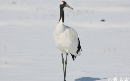 Japanese crane no longer considered 'threatened' as population recovers