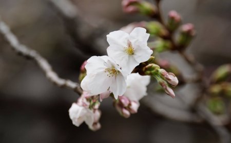Cherry blossoms are now in full bloom in Tokyo