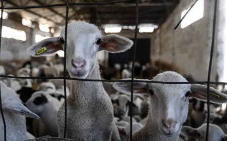 Sheep culls put pressure on Greek feta cheese production