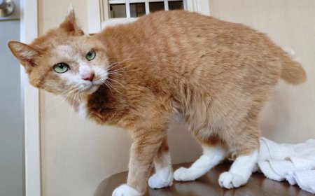 Cool cat Coulis waiting for a second lucky break