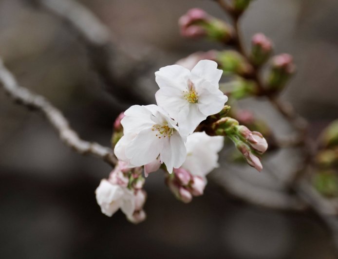 Cherry blossoms are now in full bloom in Tokyo
