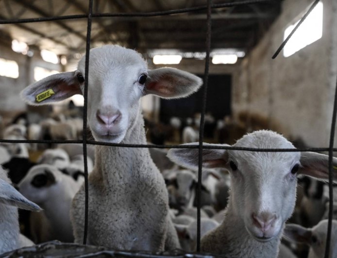 Sheep culls put pressure on Greek feta cheese production