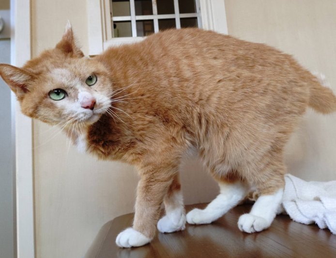 Cool cat Coulis waiting for a second lucky break