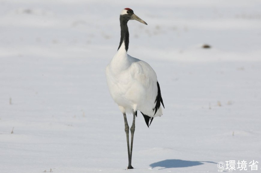 Japanese crane no longer considered 'threatened' as population recovers