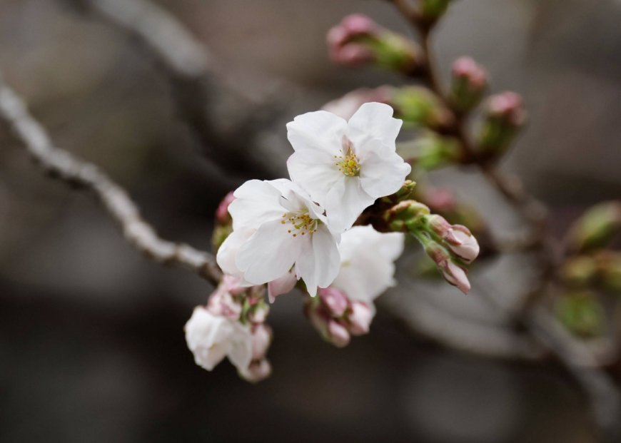 Cherry blossoms are now in full bloom in Tokyo
