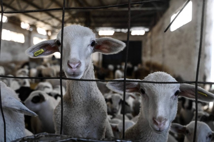 Sheep culls put pressure on Greek feta cheese production