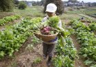 In Japan, strong state-led certification key to boosting organic food uptake