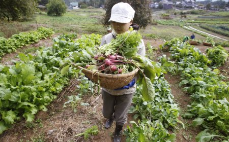 In Japan, strong state-led certification key to boosting organic food uptake