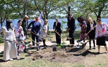 Japan gifts 250 cherry trees to U.S. to mark 250th birthday