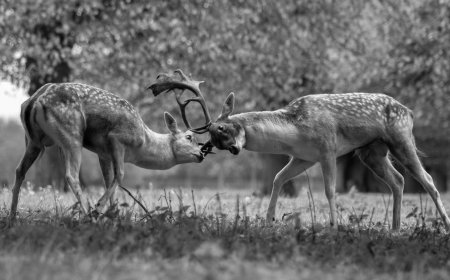 ‘What am I, a Deer?’ searches to understand the self and others