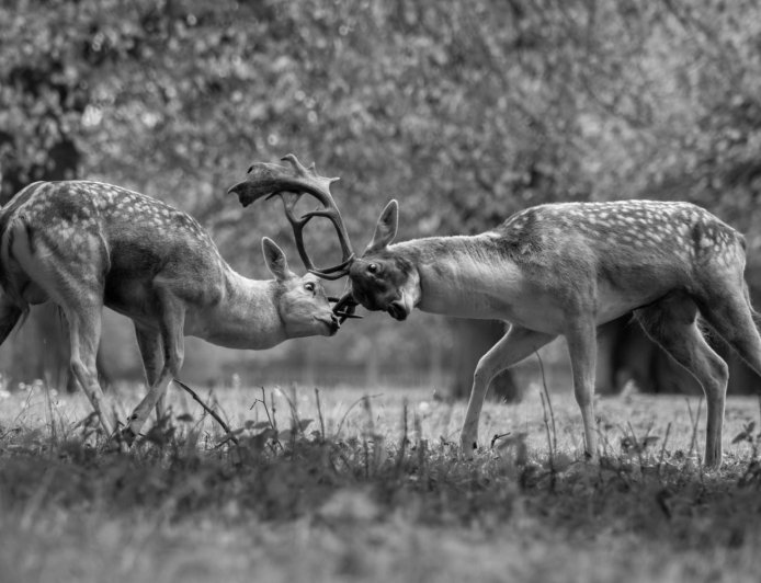 ‘What am I, a Deer?’ searches to understand the self and others