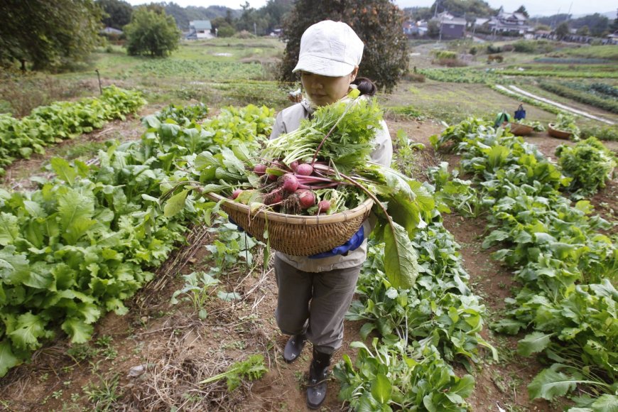 In Japan, strong state-led certification key to boosting organic food uptake