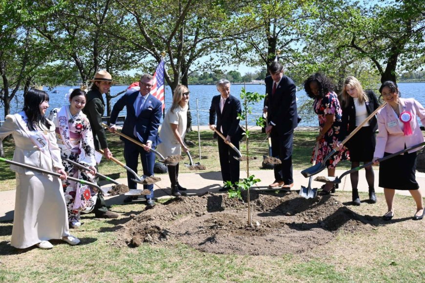 Japan gifts 250 cherry trees to U.S. to mark 250th birthday