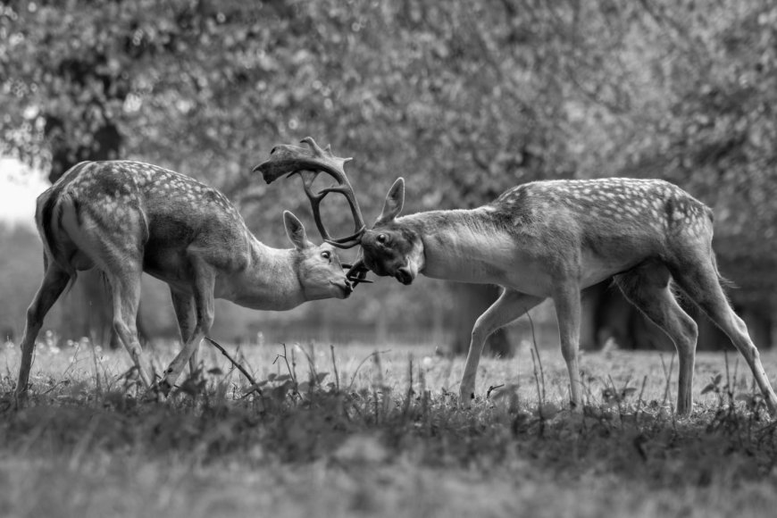 ‘What am I, a Deer?’ searches to understand the self and others