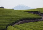 Japan's green tea exports surge in fiscal 2025 amid matcha boom