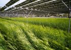 As Iran war sends oil prices soaring, some see fresh potential for solar in Japan