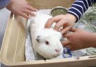 Aichi veterinarians loan guinea pigs to schools for hands-on life lessons
