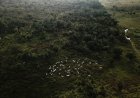 How China's evolving consumer habits may protect the Amazon rainforest