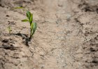 Human urine becomes option for farmers in fertilizer supply crunch
