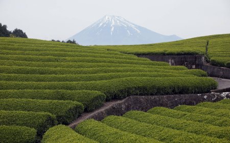 Japan's green tea exports surge in fiscal 2025 amid matcha boom