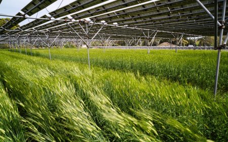 As Iran war sends oil prices soaring, some see fresh potential for solar in Japan