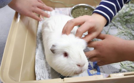 Aichi veterinarians loan guinea pigs to schools for hands-on life lessons
