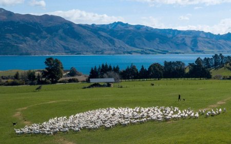 Court case challenges New Zealand's 'magical thinking' climate plans
