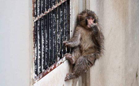 Punch, the lonely monkey, is growing up. He’s still a star.