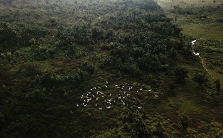 How China's evolving consumer habits may protect the Amazon rainforest